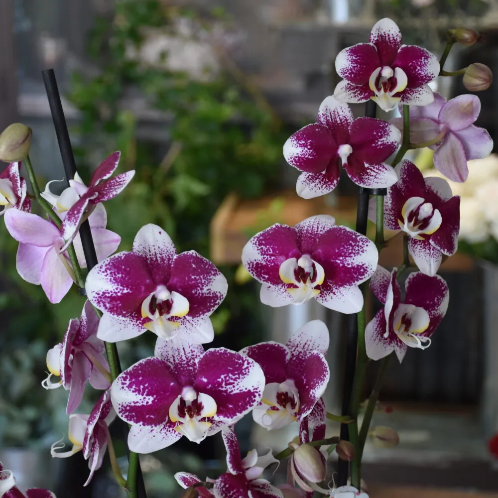 L'Orchidée, par Fleurs de Lune, fleuriste à Saint-Parres-aux-Tertres