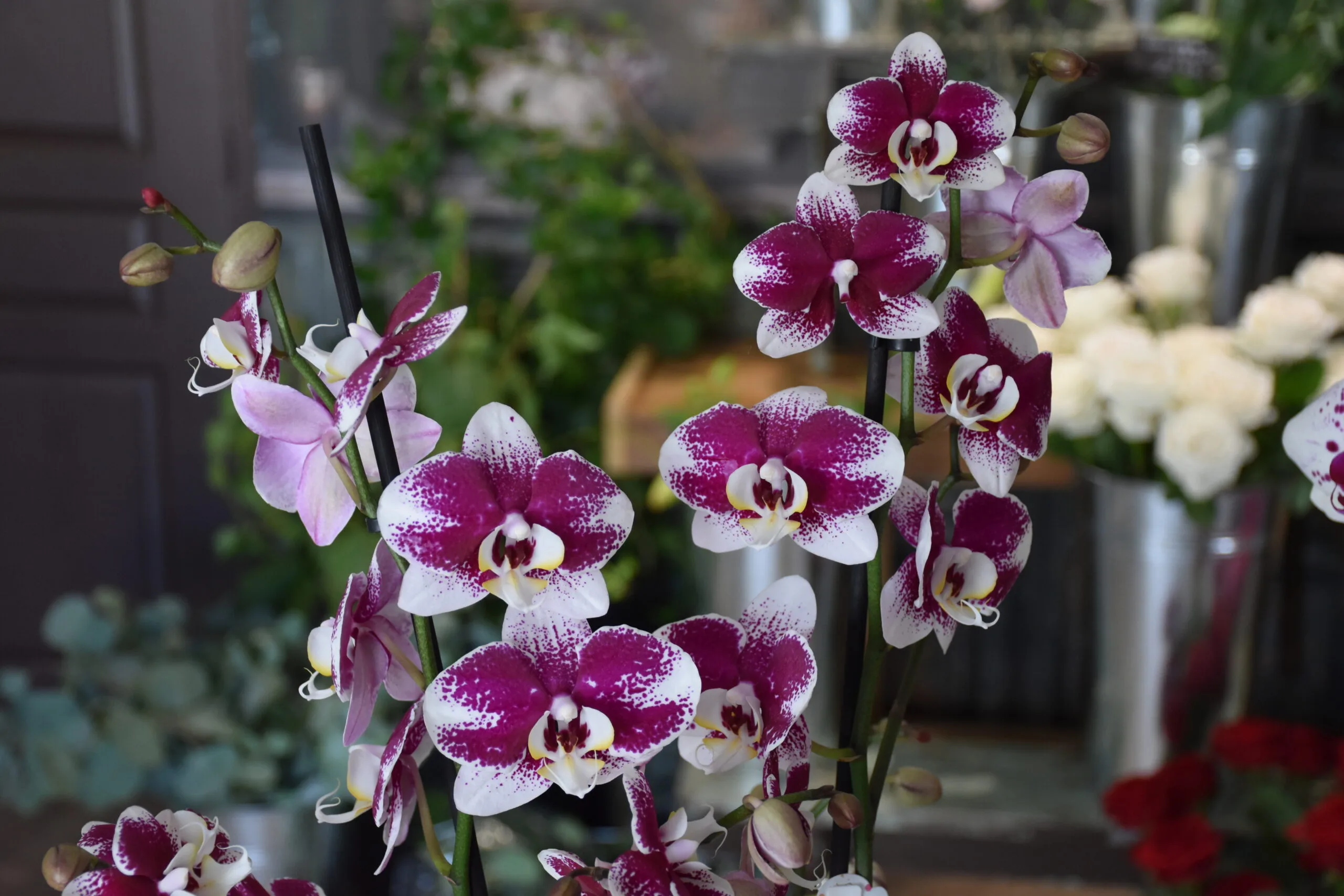 L&rsquo;Orchidée, par Fleurs de Lune, fleuriste à Saint-Parres-aux-Tertres