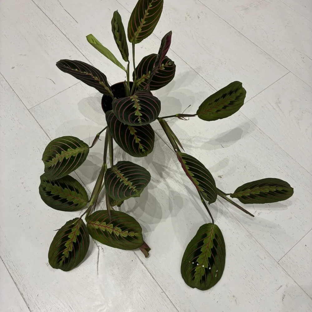 Plante verte, par Hortense, fleuriste à Saint-Jean-de-Luz