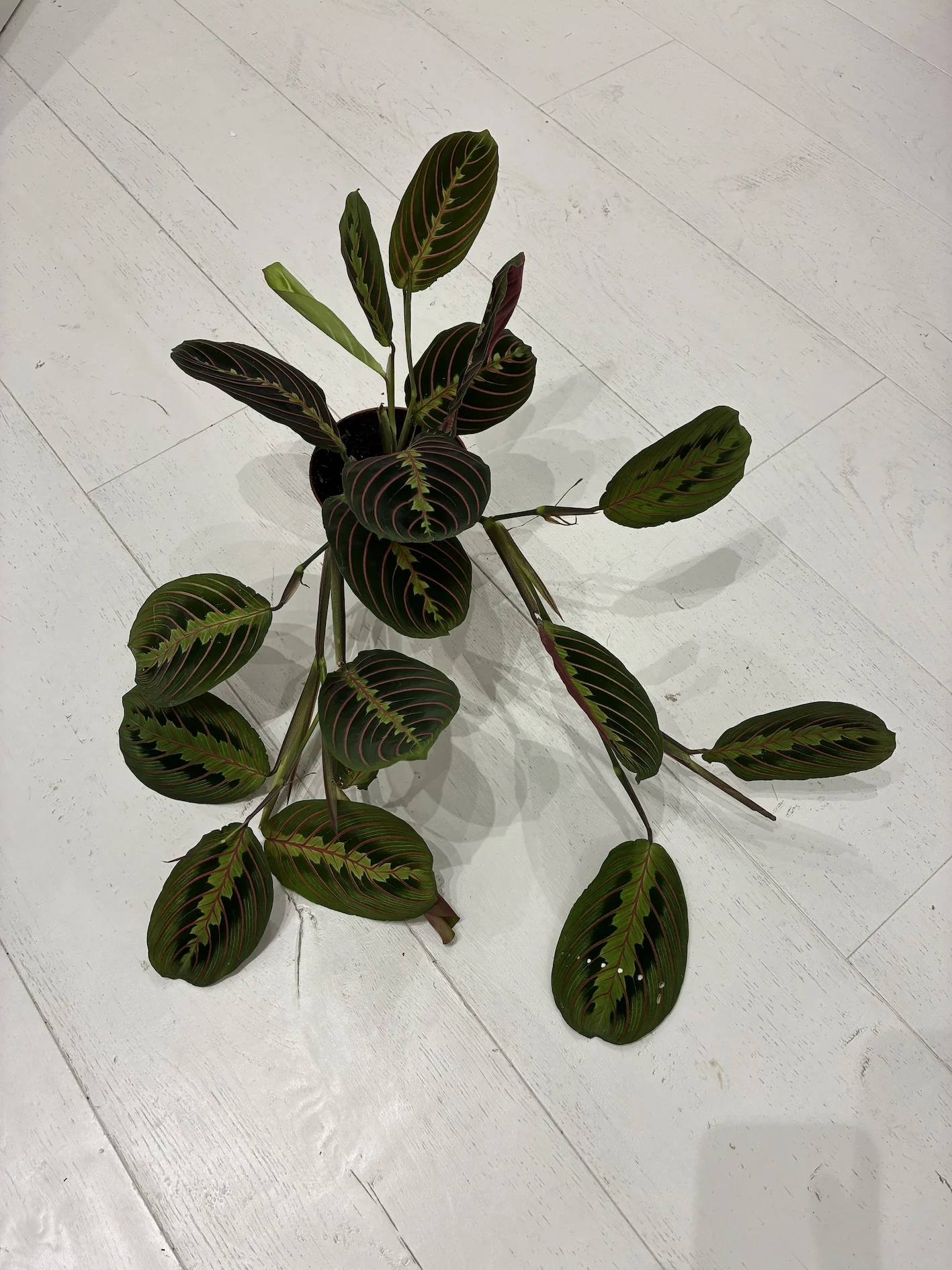 Plante verte, par Hortense, fleuriste à Saint-Jean-de-Luz