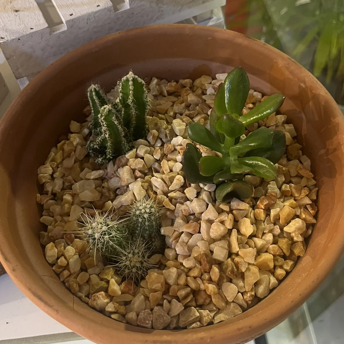 Assortiments de cactus, by Passion Florale by Lili-fleurs, florist in Le Moule
