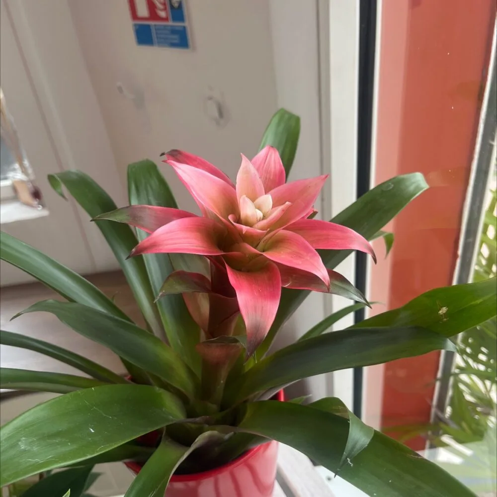 Guzmania, par Passion Florale by Lili-fleurs, fleuriste à Le Moule