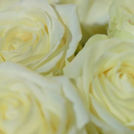 Bouquet de Roses blanches, par Votre Studio Floral, fleuriste à Basse-Terre