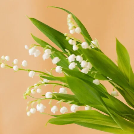 Brins de Muguet, par Votre Studio Floral, fleuriste à Basse-Terre
