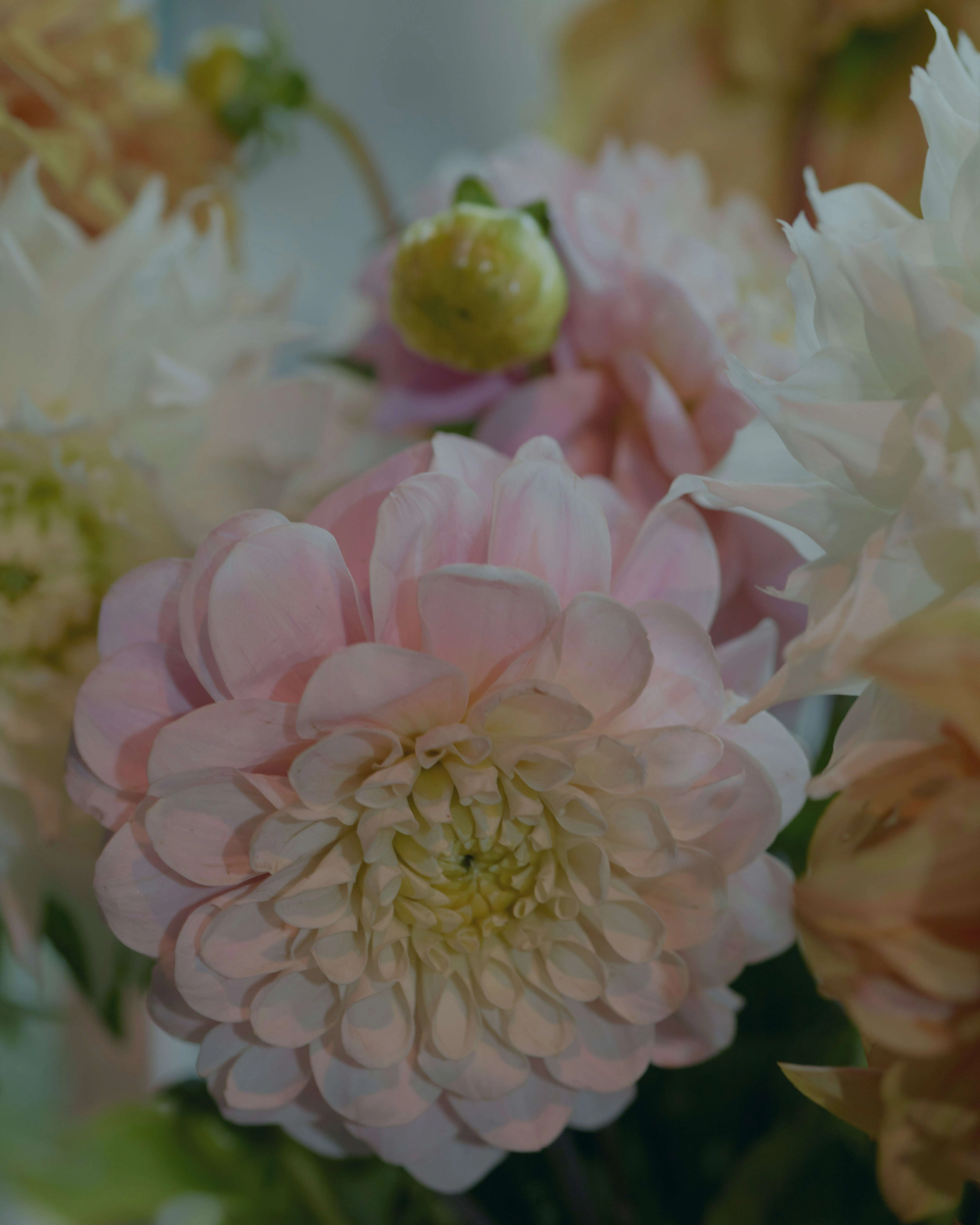 De mooiste boeketten met dahlia's, bezorgd door uw bloemist