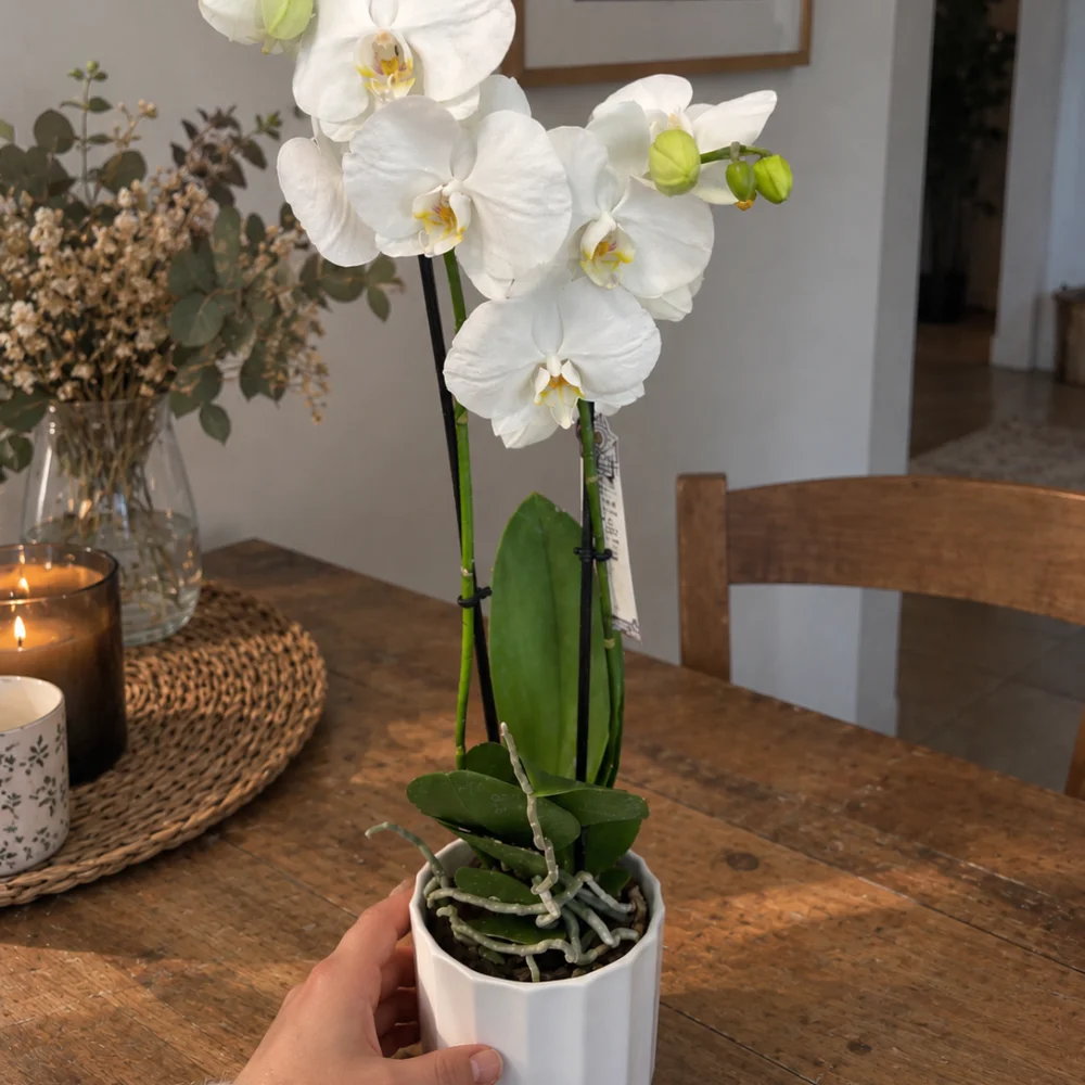 orchidée blanche, par O'kiosque Lyon, fleuriste à Lyon