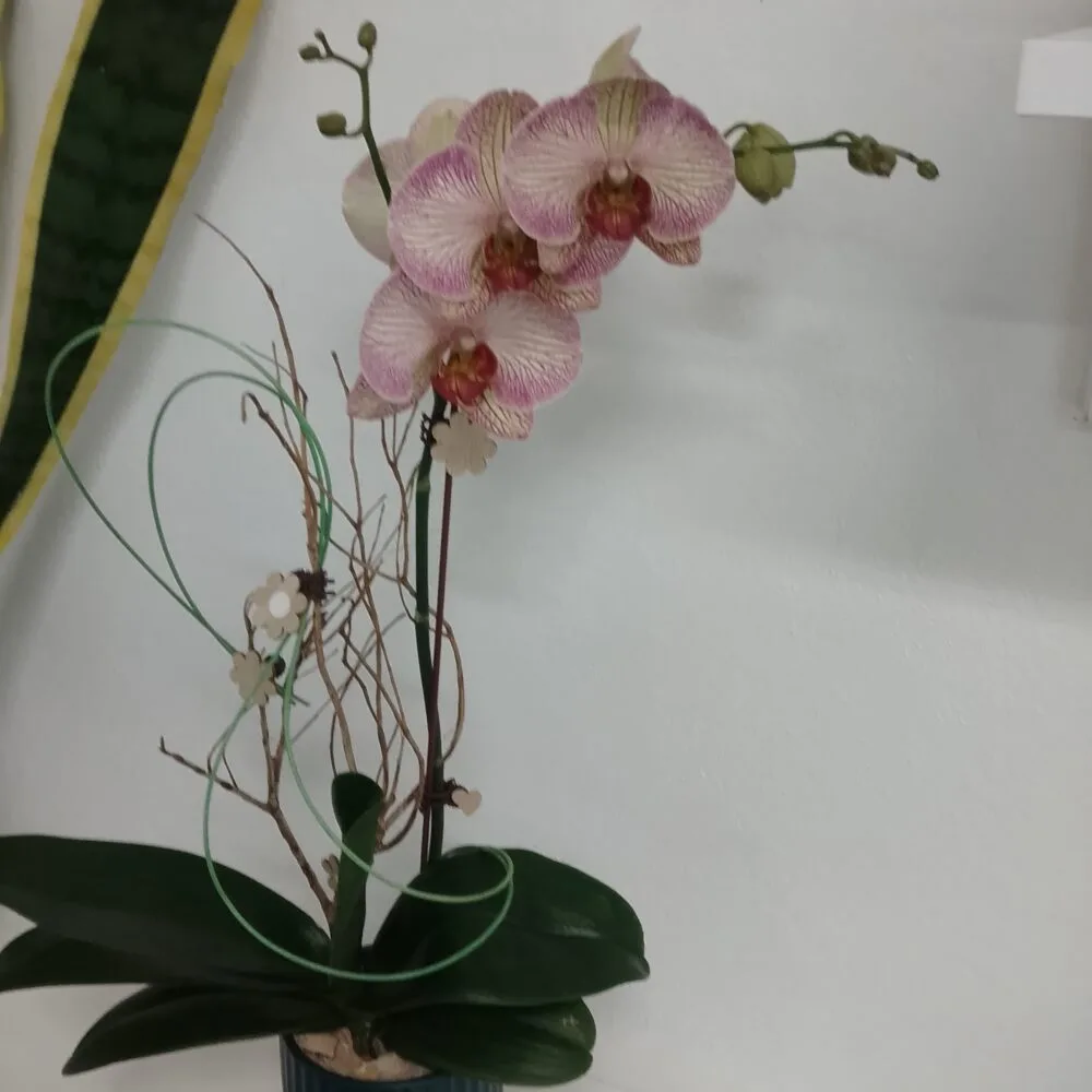 Composition d'orchidée, par Arum Flowers, fleuriste à Saint-André