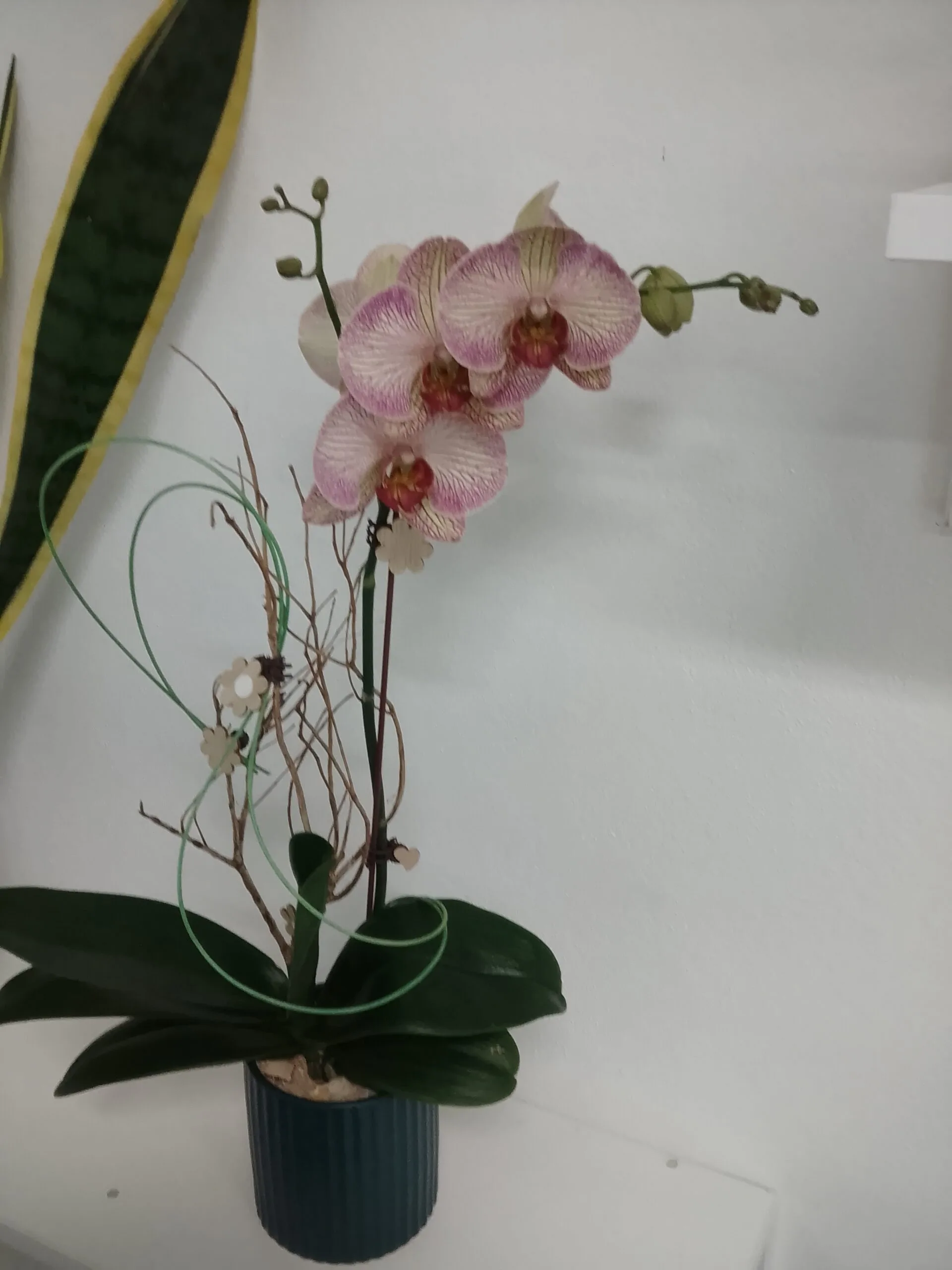 Composition d&rsquo;orchidée, par Arum Flowers, fleuriste à Saint-André
