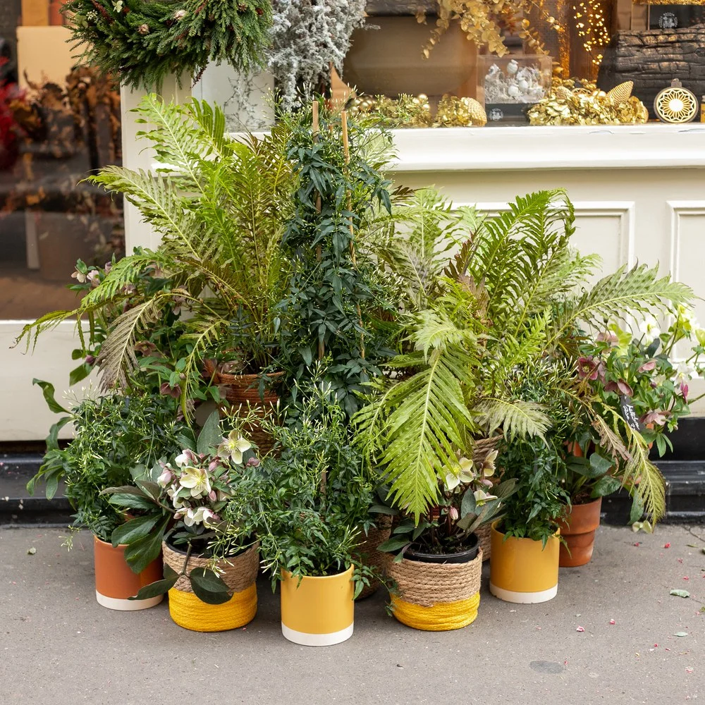 Plantes d'extérieur - Livraison de bouquets de fleurs par vos fleuristes préférés