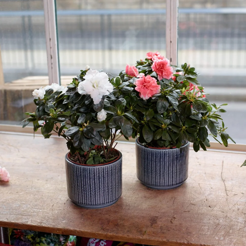 Plantes d'intérieur - Livraison de bouquets de fleurs par vos fleuristes préférés