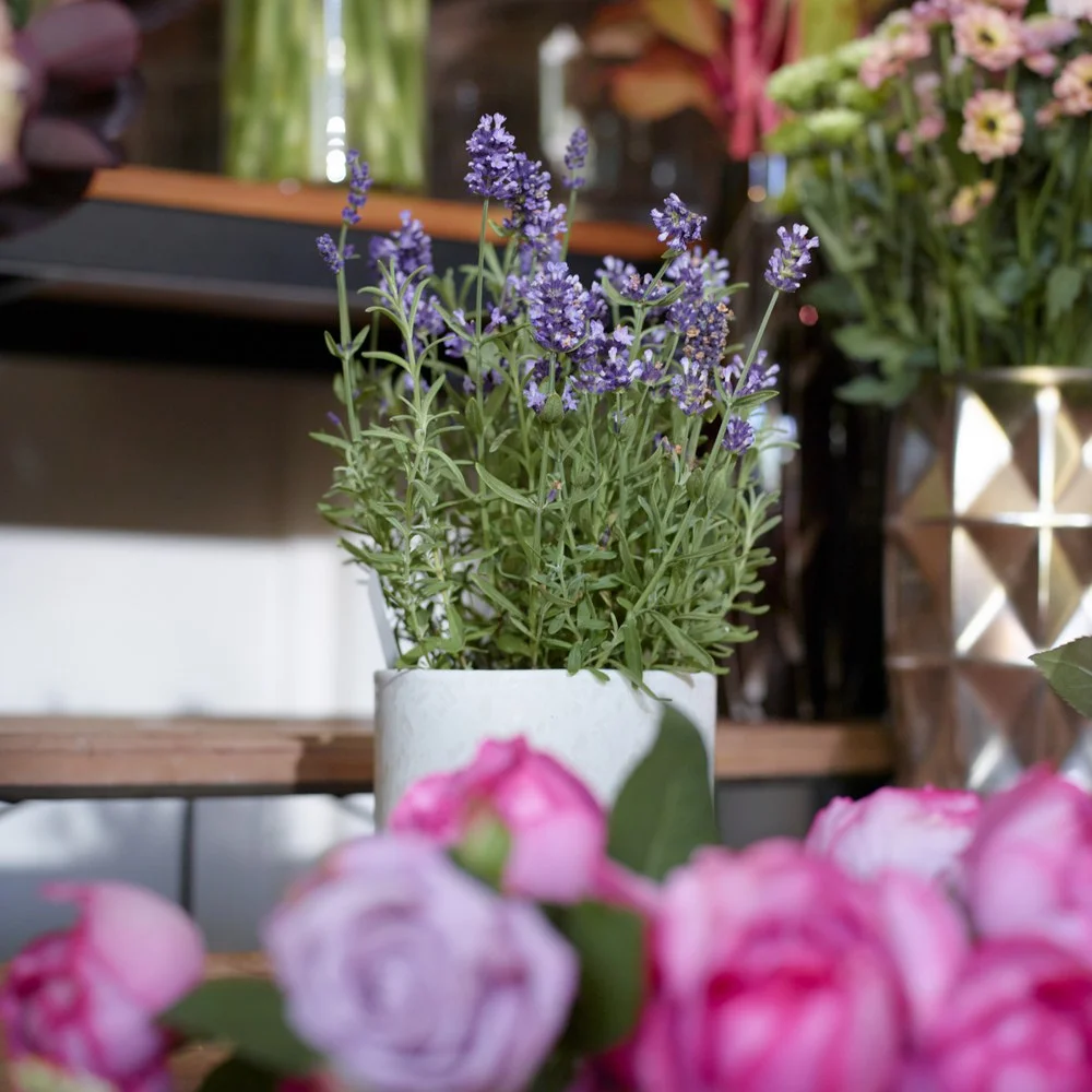 Plantes à petit prix - Livraison de bouquets de fleurs par vos fleuristes préférés