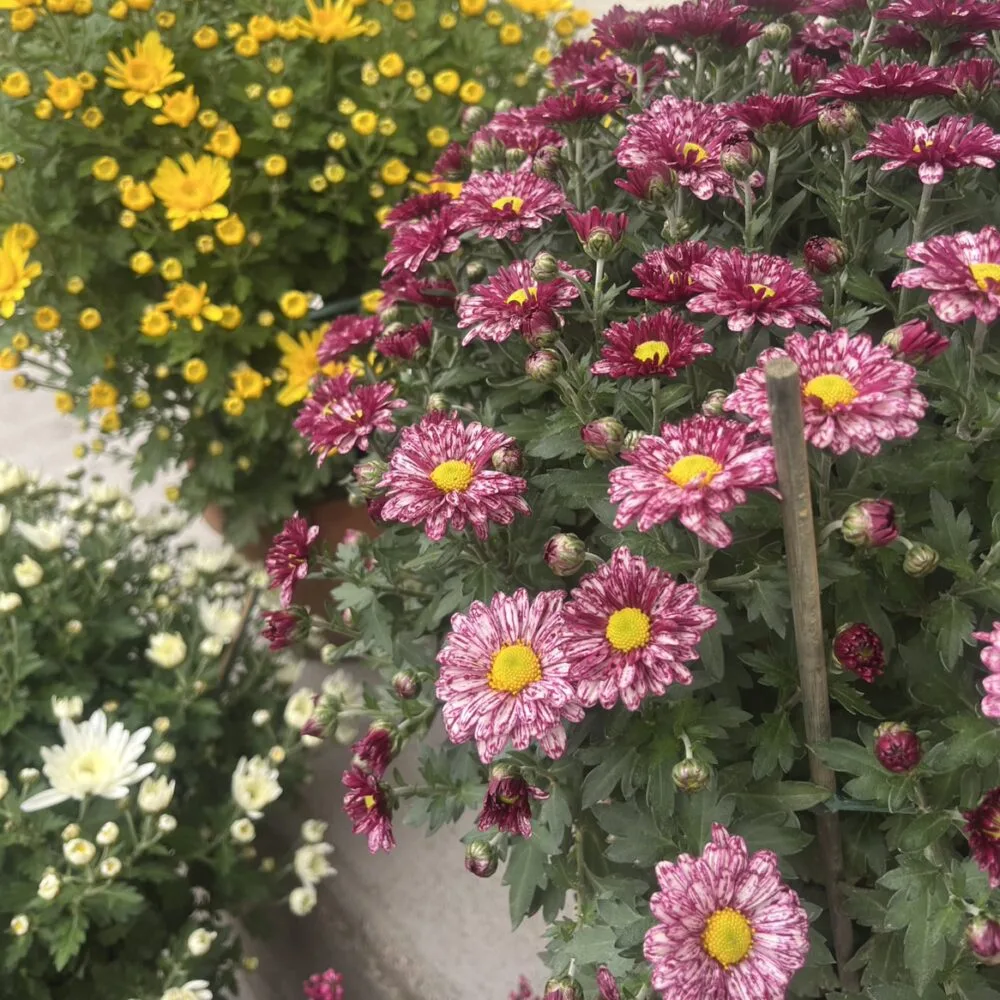 Pot de chrysanthèmes, par Lily And Daisies, fleuriste à Coursan
