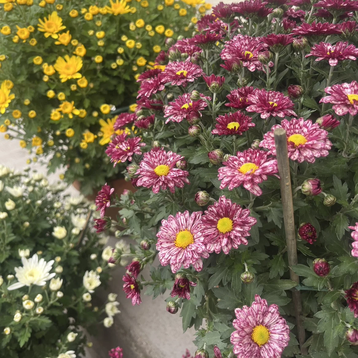 Pot de chrysanthèmes, par Lily And Daisies, fleuriste à Coursan