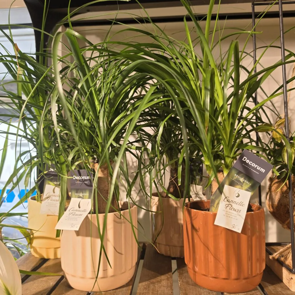 Beaucarnea - Pied D'éléphant, par Cannelle Fleurs, fleuriste à Bégard