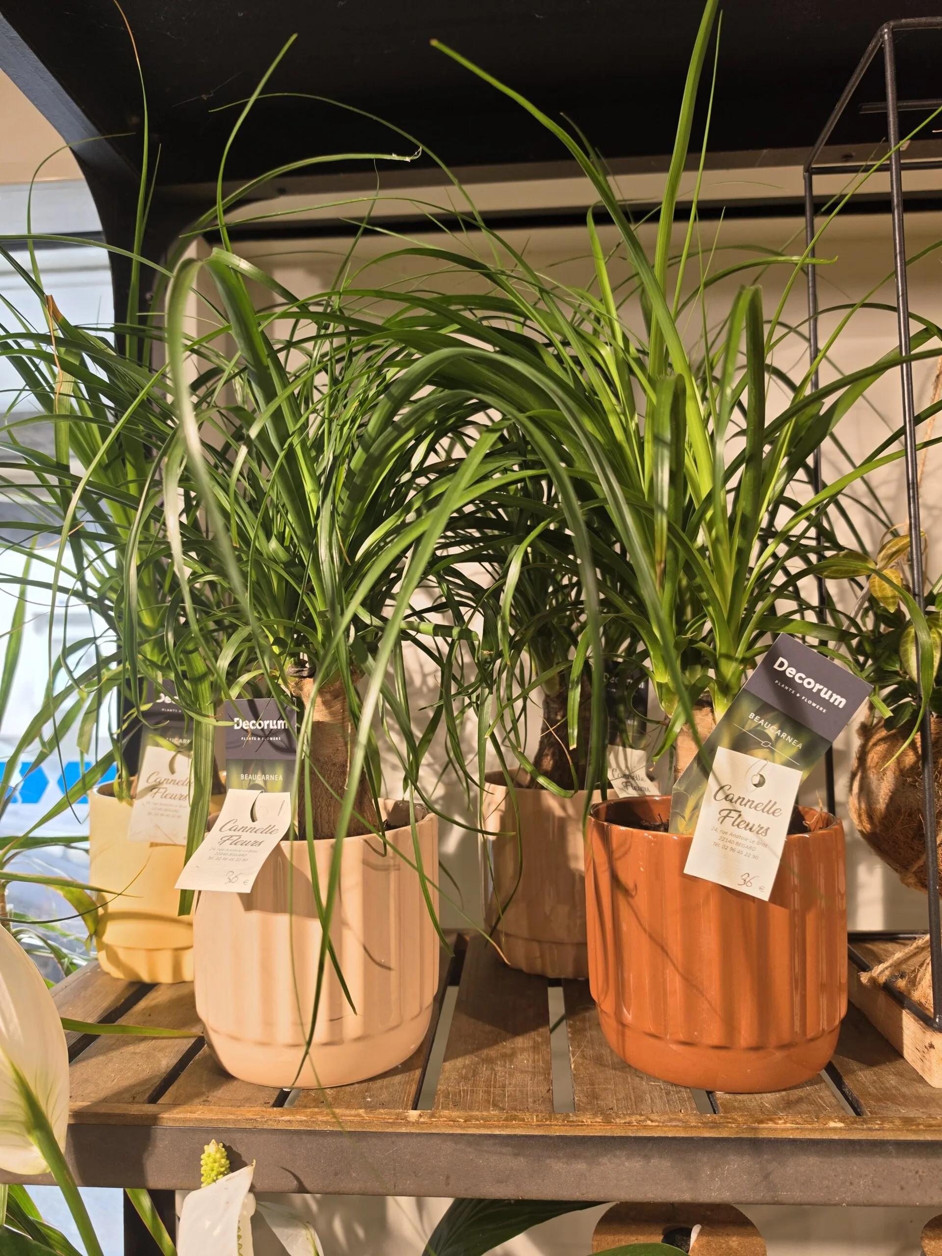 Beaucarnea – Pied D&rsquo;éléphant, par Cannelle Fleurs, fleuriste à Bégard