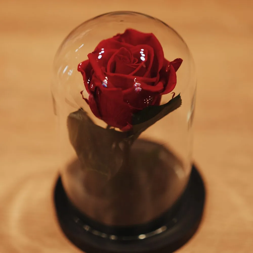 Rose éternelle sous cloche, par Fleurs d'Oranger, fleuriste à Puteaux