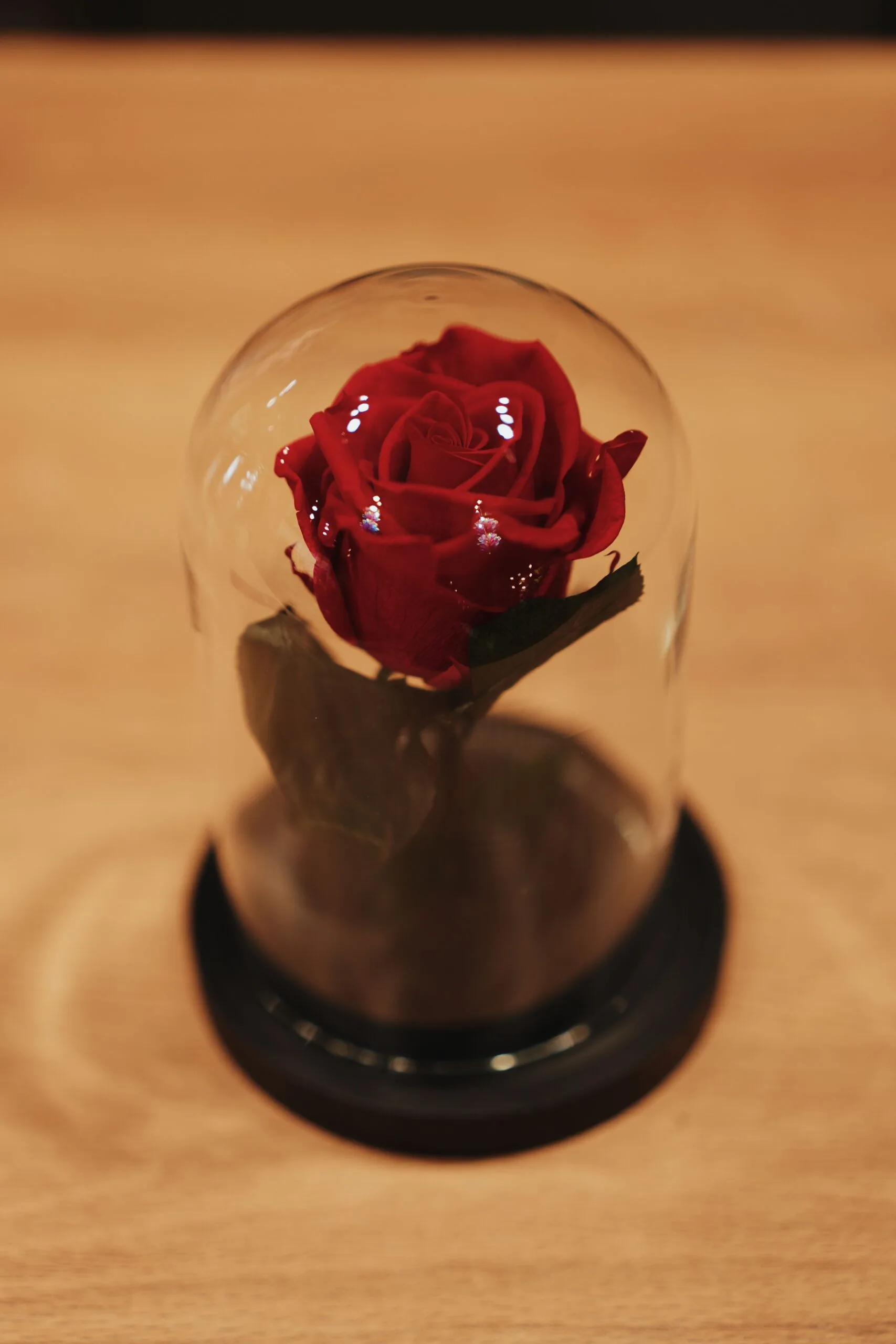Rose éternelle sous cloche, par Fleurs d'Oranger, fleuriste à Puteaux