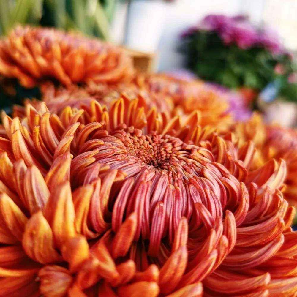 Chrysanthème, par De Feuilles en Fleurs, fleuriste à Courpière