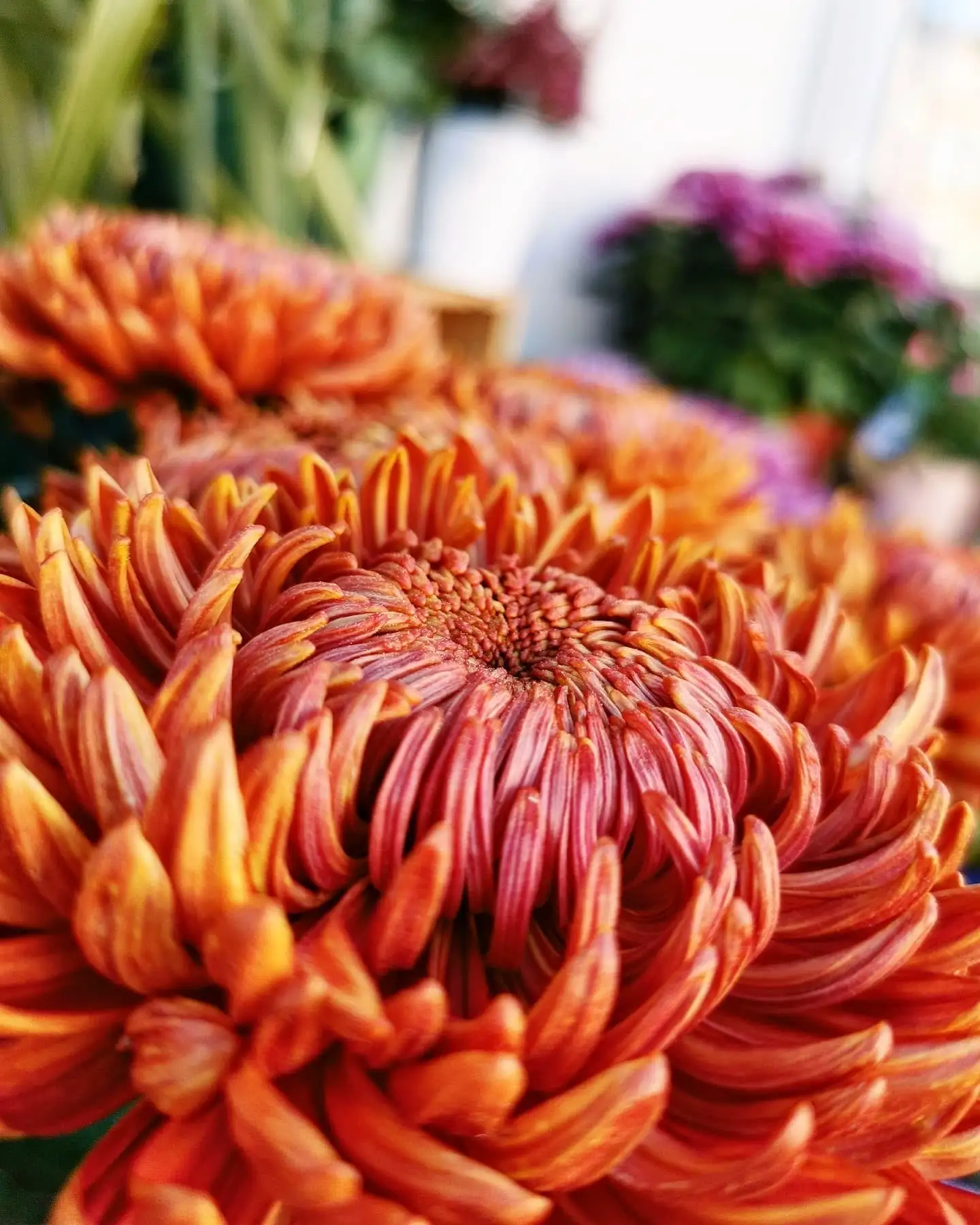 Chrysanthème, par De Feuilles en Fleurs, fleuriste à Courpière