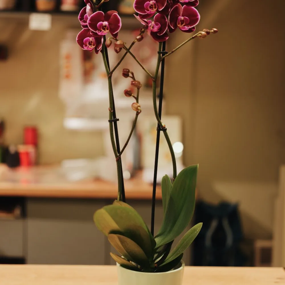 Orchidées, par Fleurs d'Oranger, fleuriste à Puteaux