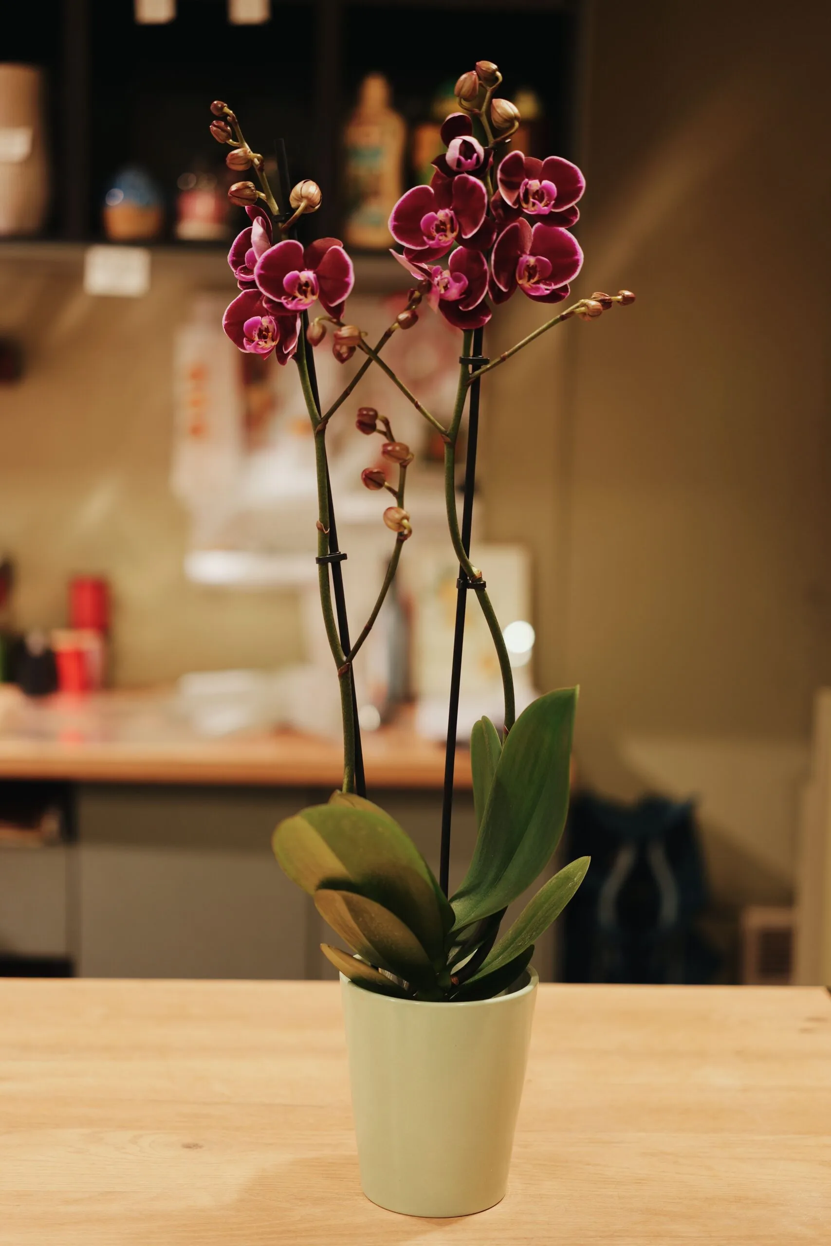 Orchidées, par Fleurs d'Oranger, fleuriste à Puteaux