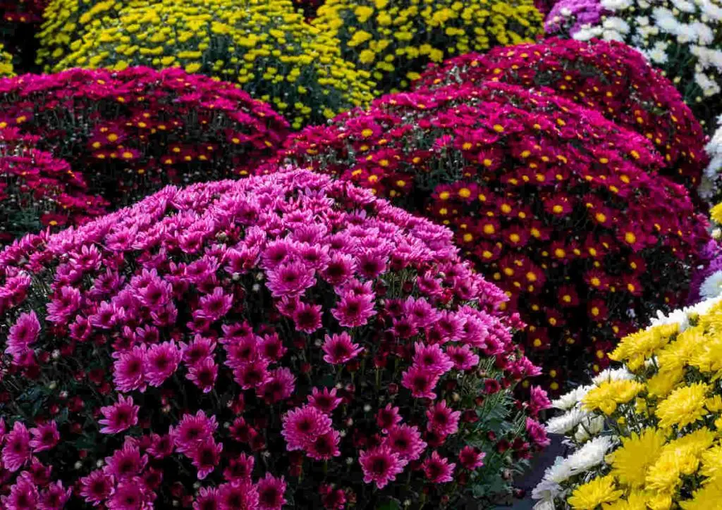 chrysantheme petites fleurs, par Art Végétal, fleuriste à Corbas