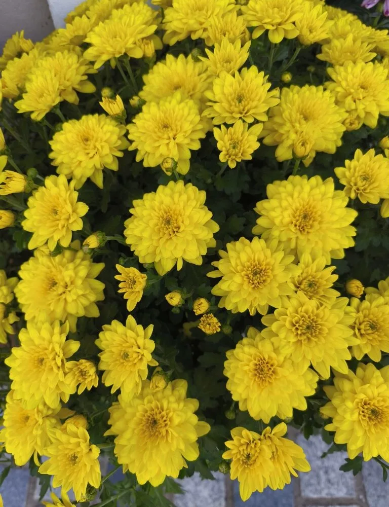 Chrysanthèmes, par La Rose des Sables, fleuriste à Les Sables-d'Olonne