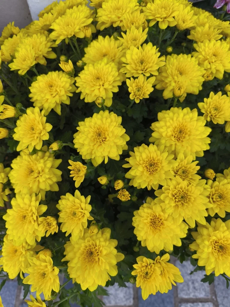 Chrysanthèmes, par La Rose des Sables, fleuriste à Les Sables-d'Olonne