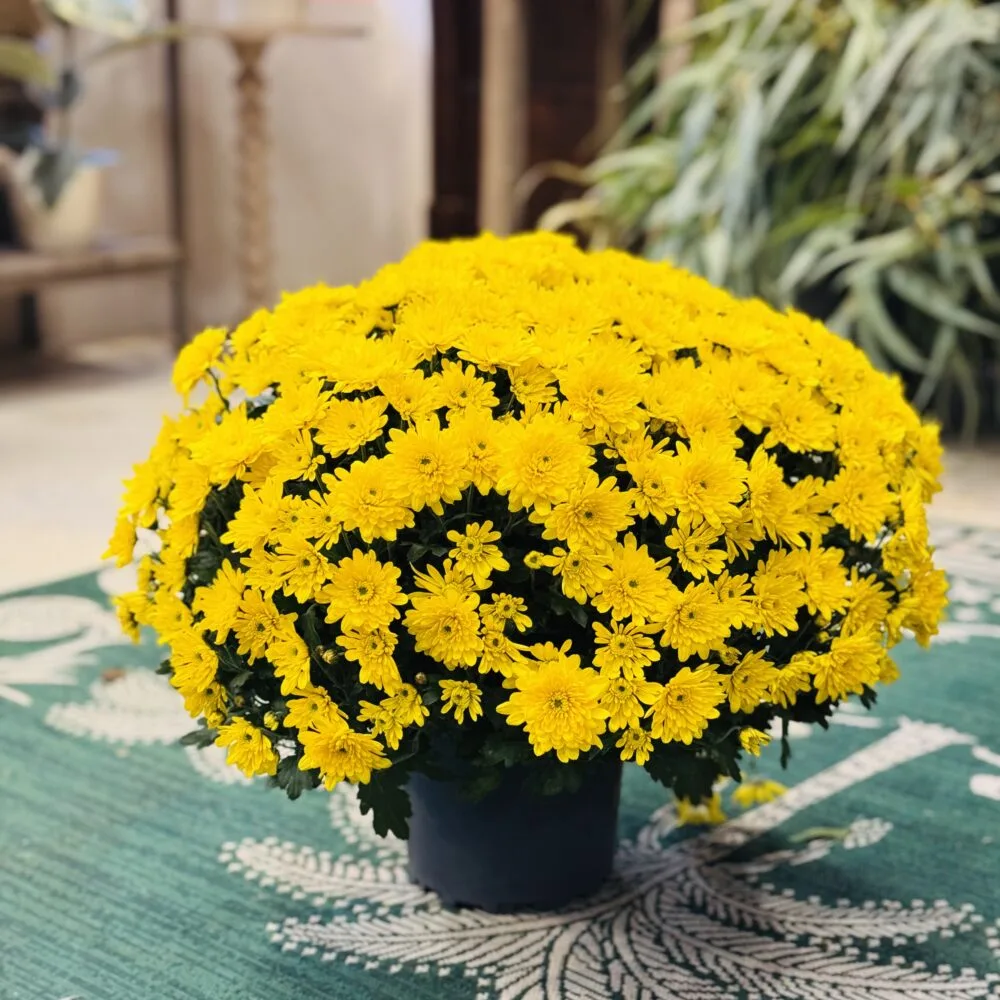Chrysanthème normand D.19 cm avec livraison sur tombe, par Corail Pétale, fleuriste à Trouville-sur-Mer