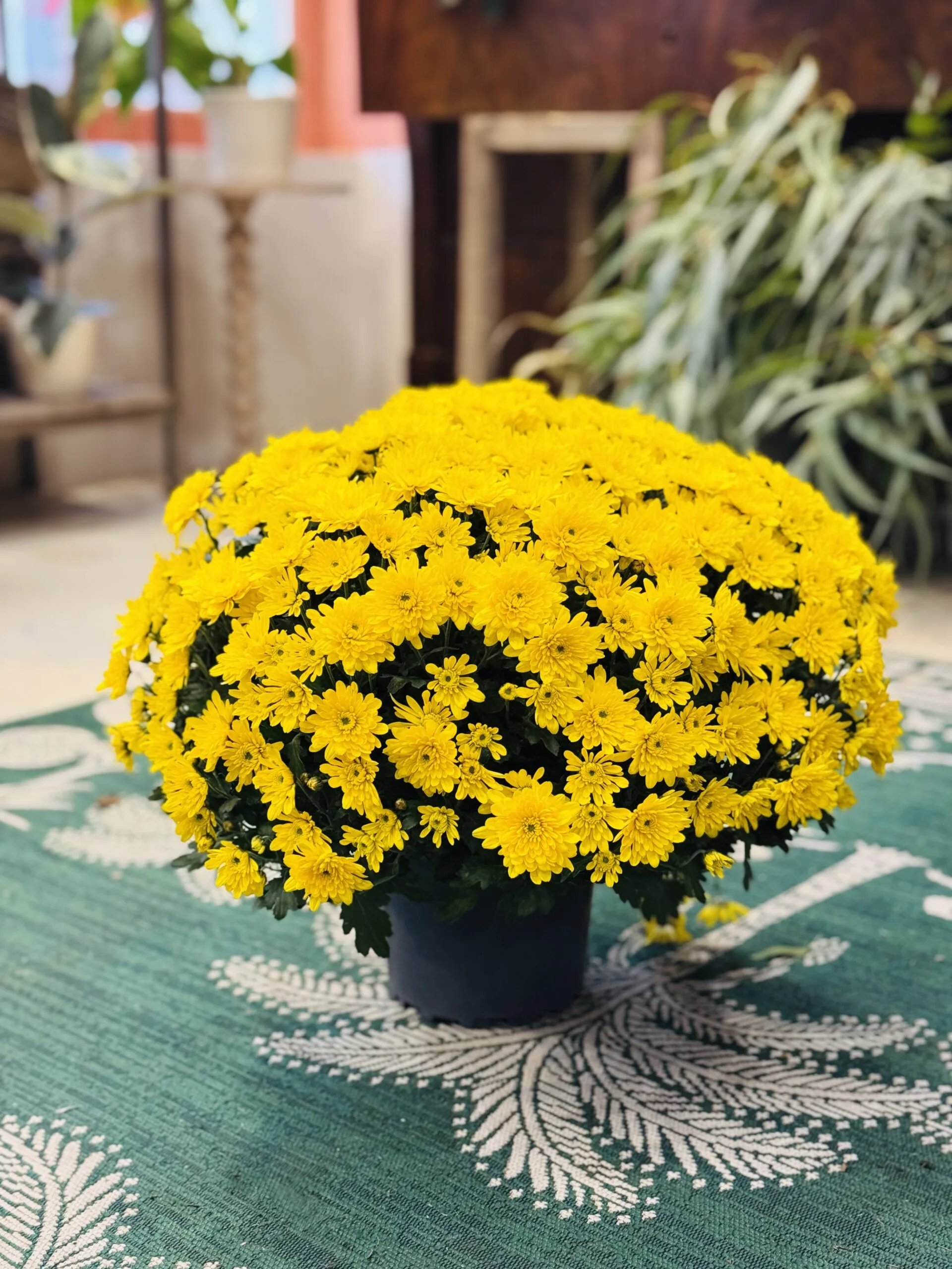 Chrysanthème normand D.19 cm avec livraison sur tombe, par Corail Pétale, fleuriste à Trouville-sur-Mer