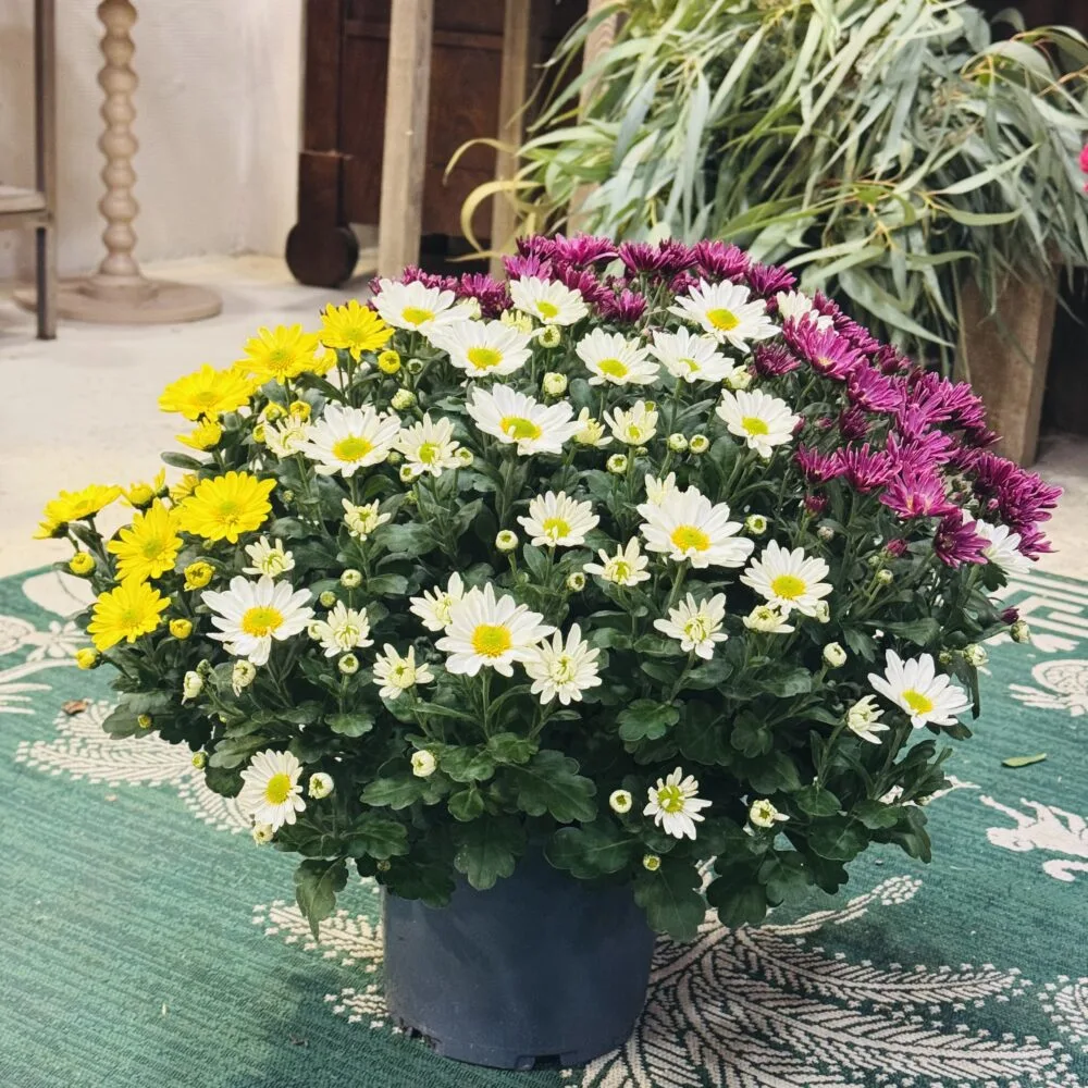 Chrysanthème normand multicolore D.19 cm avec livraison sur tombe, par Corail Pétale, fleuriste à Trouville-sur-Mer