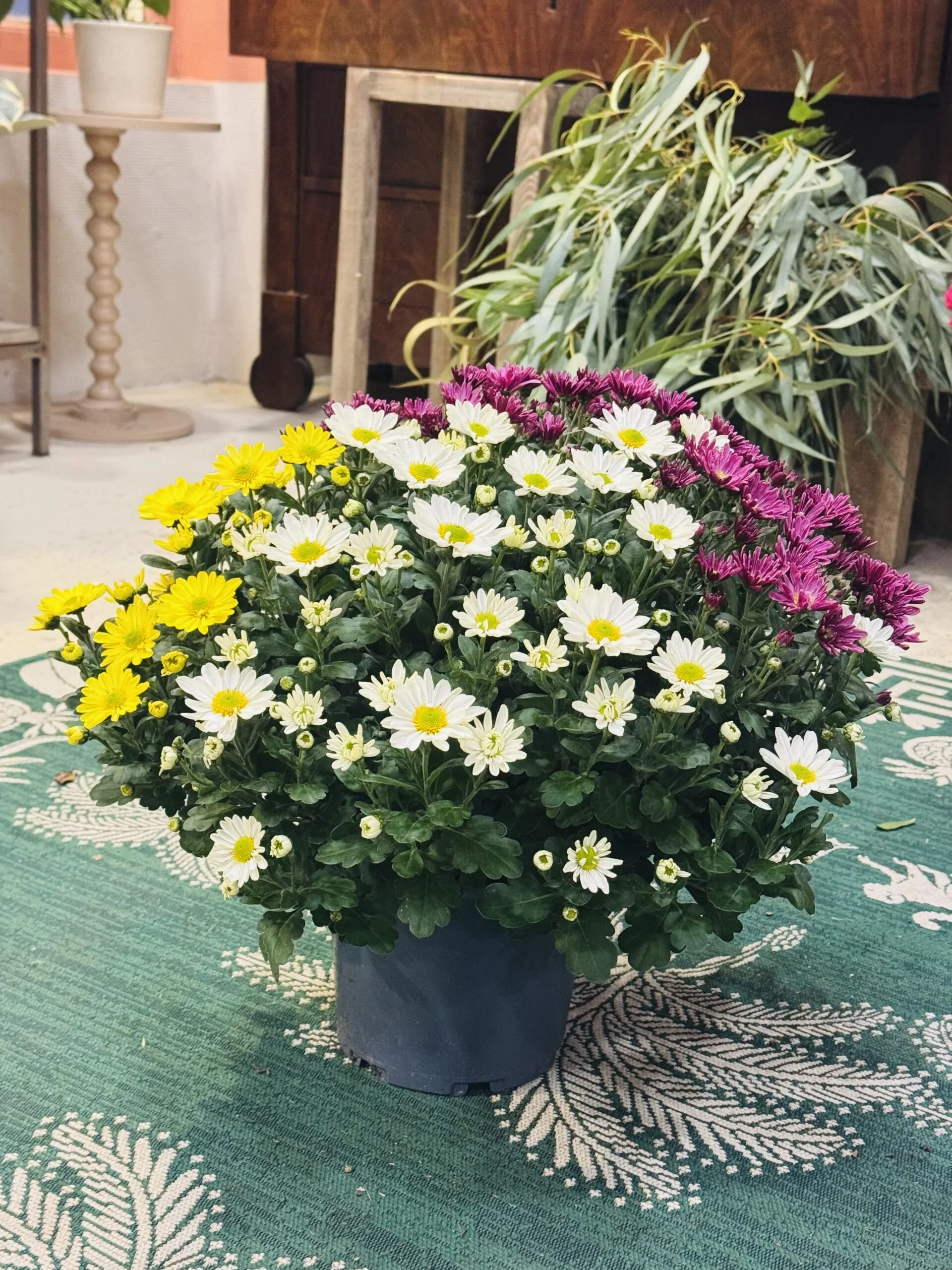 Chrysanthème normand multicolore D.19 cm avec livraison sur tombe, par Corail Pétale, fleuriste à Trouville-sur-Mer