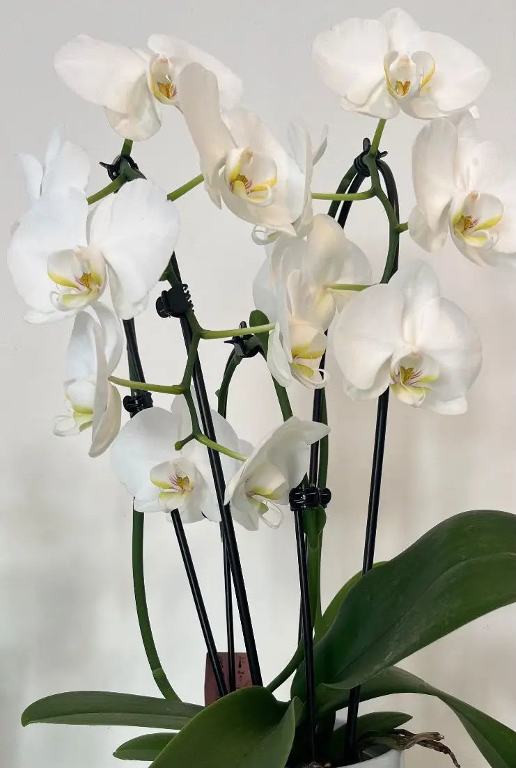 orchidée Phalanéopsis, par Au Dipladenia, fleuriste à Lille